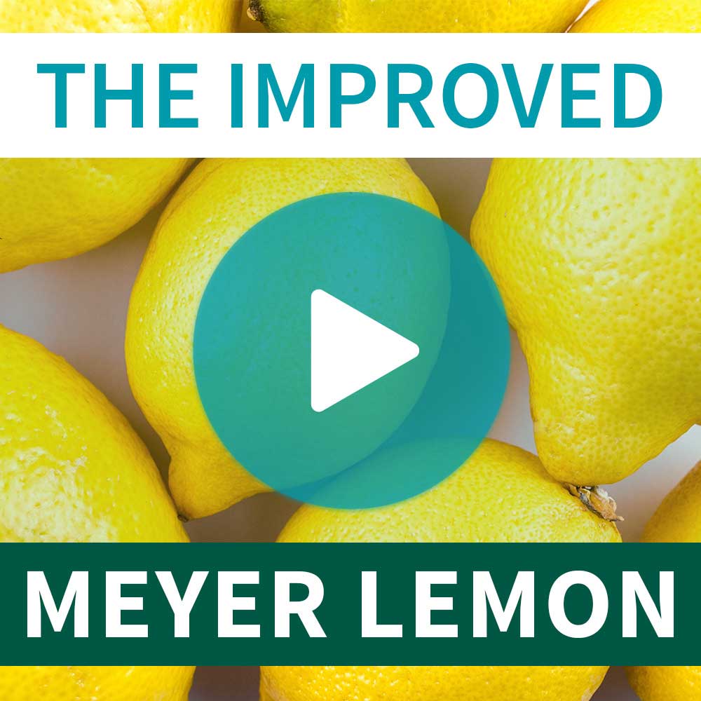 Meyer Lemon Bush
