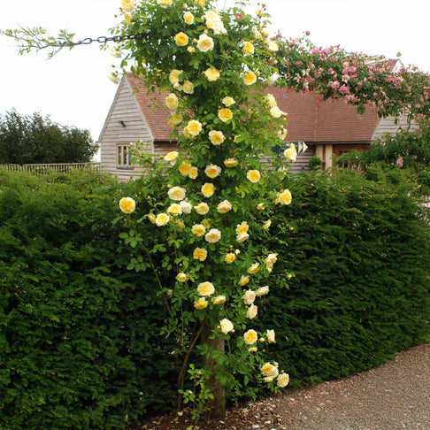 David Austin® The Pilgrim® Climbing Rose Shrub