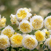 David Austin® The Pilgrim® Climbing Rose Shrub