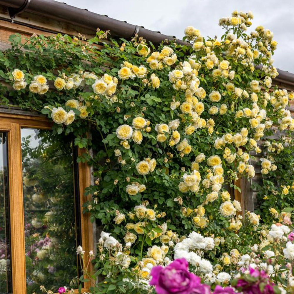 David Austin® The Pilgrim® Climbing Rose Shrub