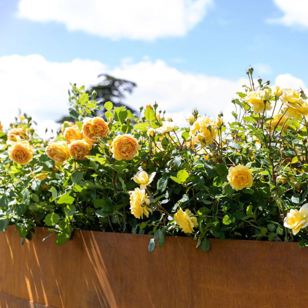 David Austin® The Poet's Wife Rose Shrub