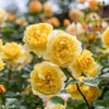 David Austin® The Poet's Wife Rose Shrub