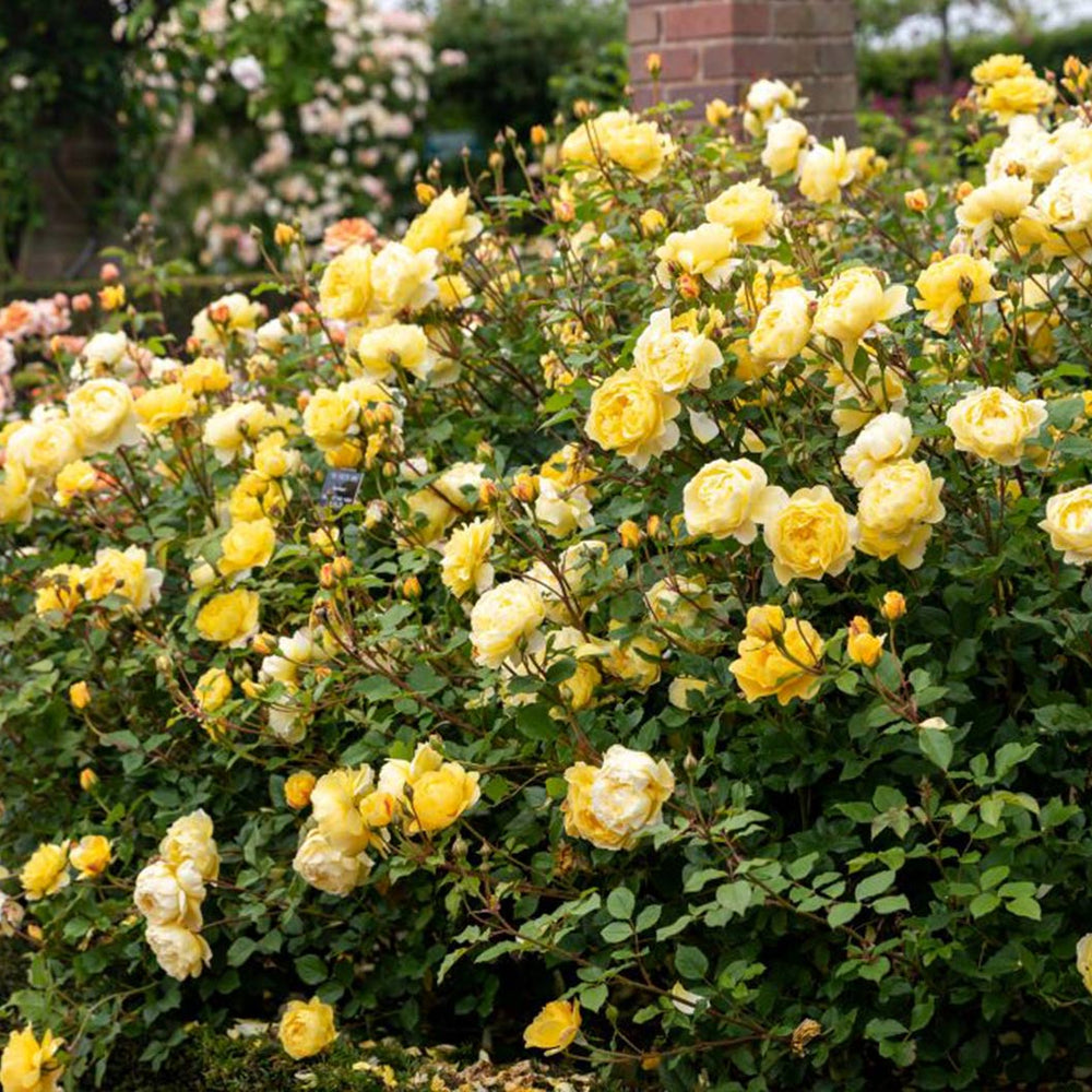 David Austin® The Poet's Wife Rose Shrub
