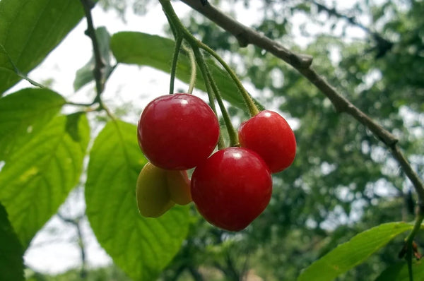 Cherry Trees: Sweet Secrets for Tons of Fruit