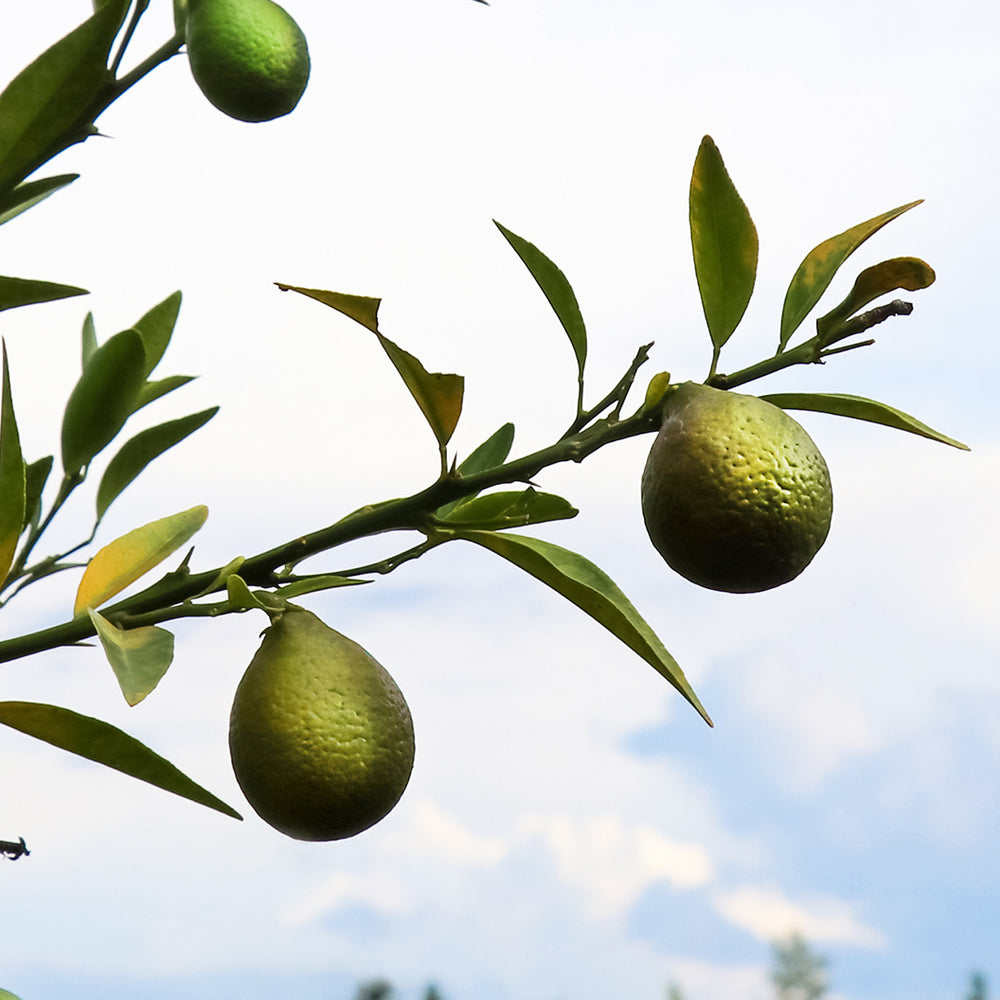 Thomasville Citrangequat Tree