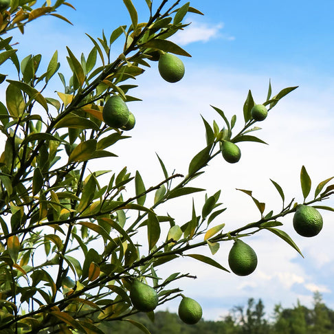Thomasville Citrangequat Tree