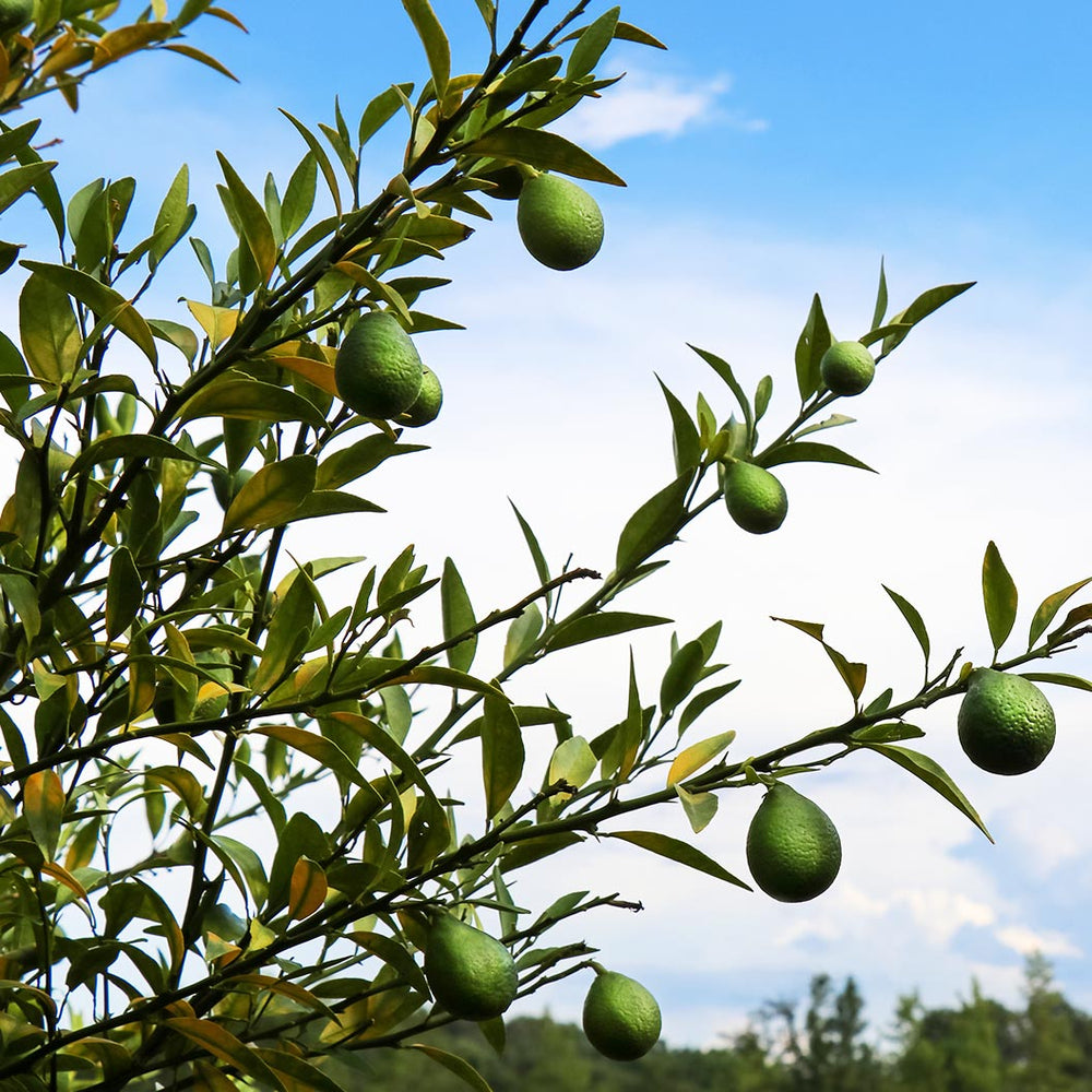 Thomasville Citrangequat Tree
