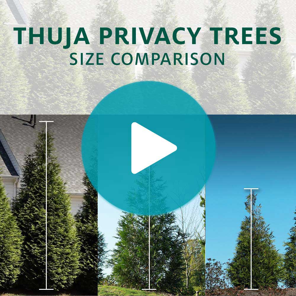 Baby Giant Arborvitae Tree