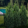 Proven Winners® Sasquatch Dark Green Arborvitae Shrub