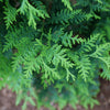 Proven Winners® Sasquatch Dark Green Arborvitae Shrub