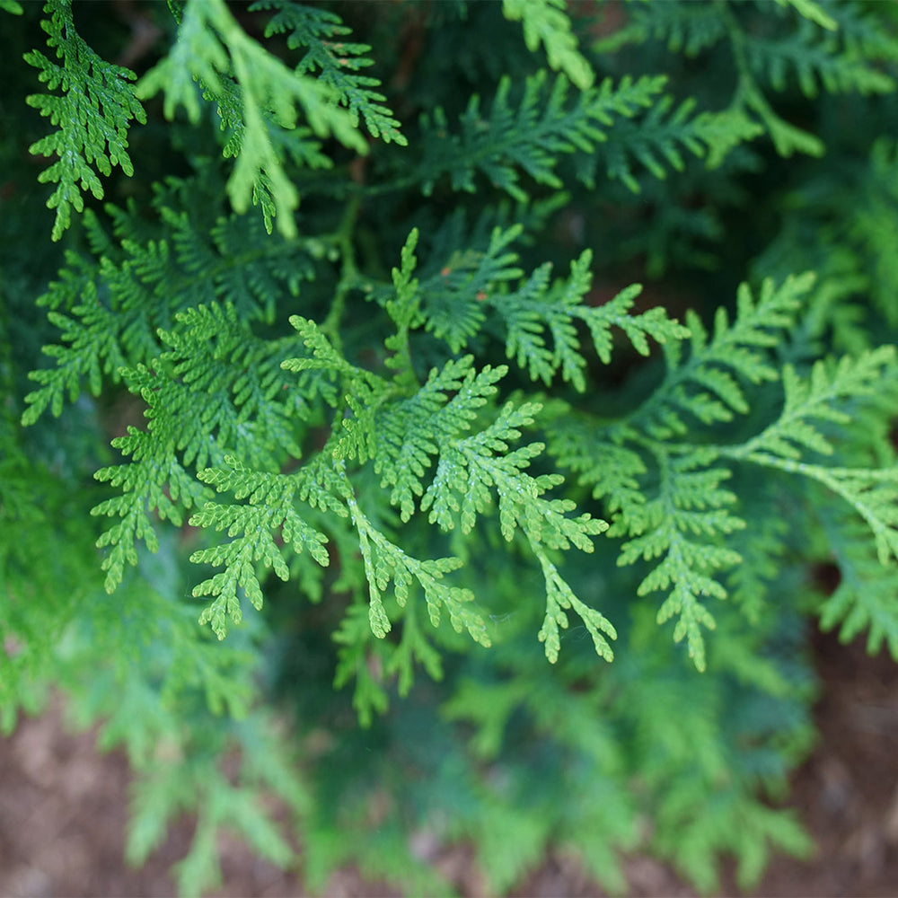 Proven Winners® Sasquatch Dark Green Arborvitae Shrub