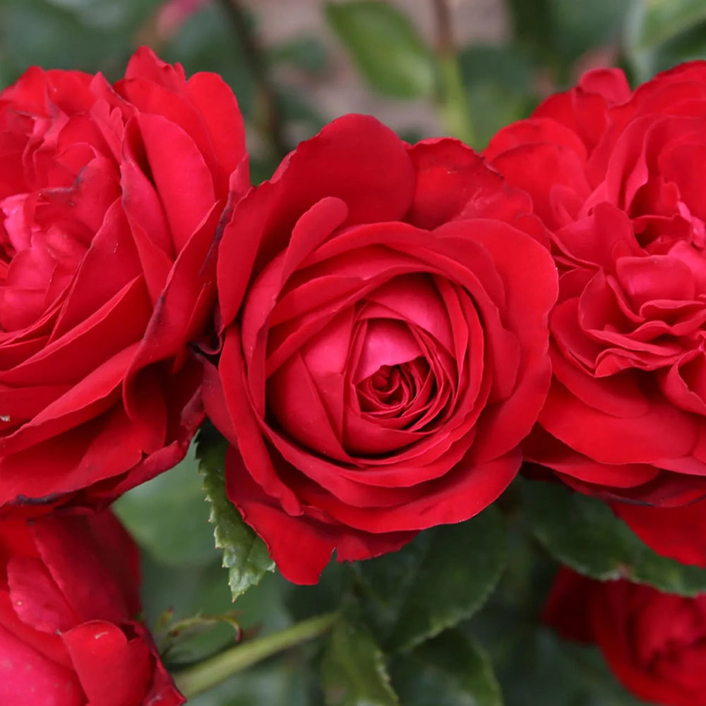 Tiamo™ Rose Shrub
