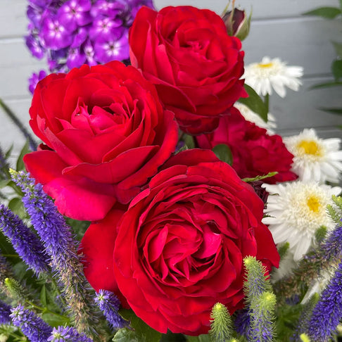 Tiamo™ Rose Shrub