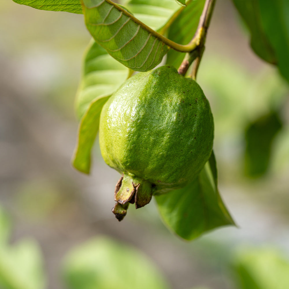 Tikal Pink Guava Tree