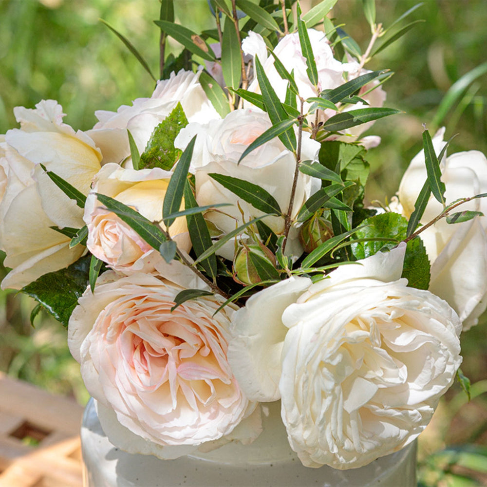 Top Cream™ Rose Shrub in Fiber Pot