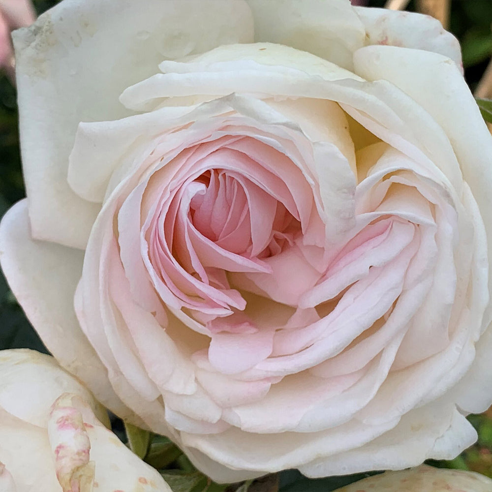 Top Cream™ Rose Shrub in Fiber Pot