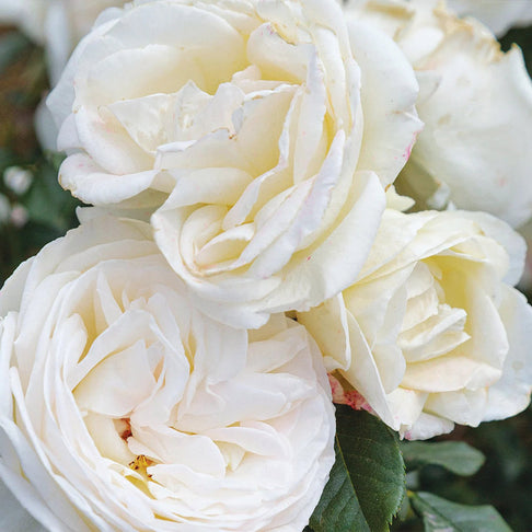 Top Cream™ Rose Shrub in Fiber Pot