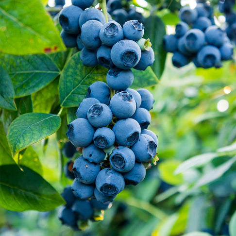 Top Shelf® Northern Highbush Blueberry Bush