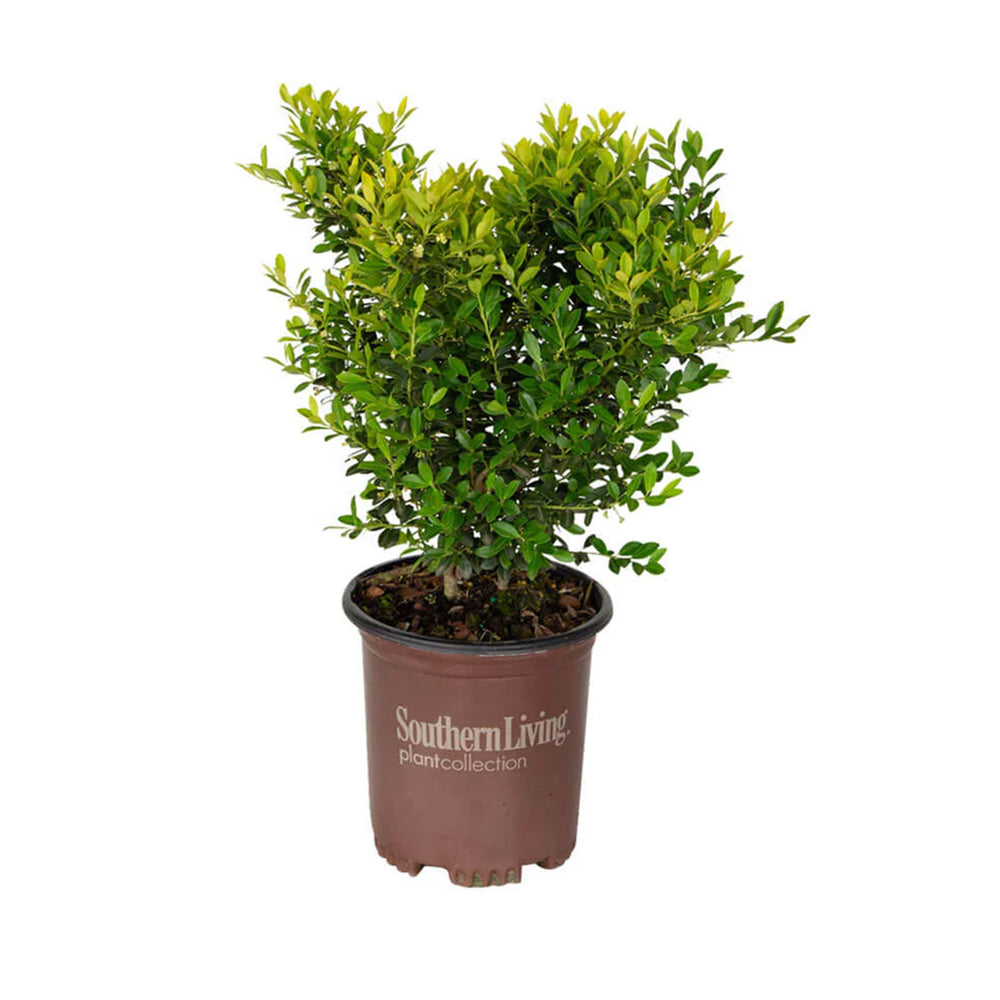 Southern Living® Touch of Gold® Holly Shrub