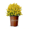 Southern Living® Touch of Gold® Holly Shrub