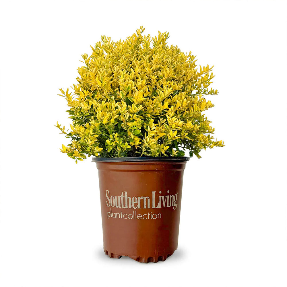 Southern Living® Touch of Gold® Holly Shrub