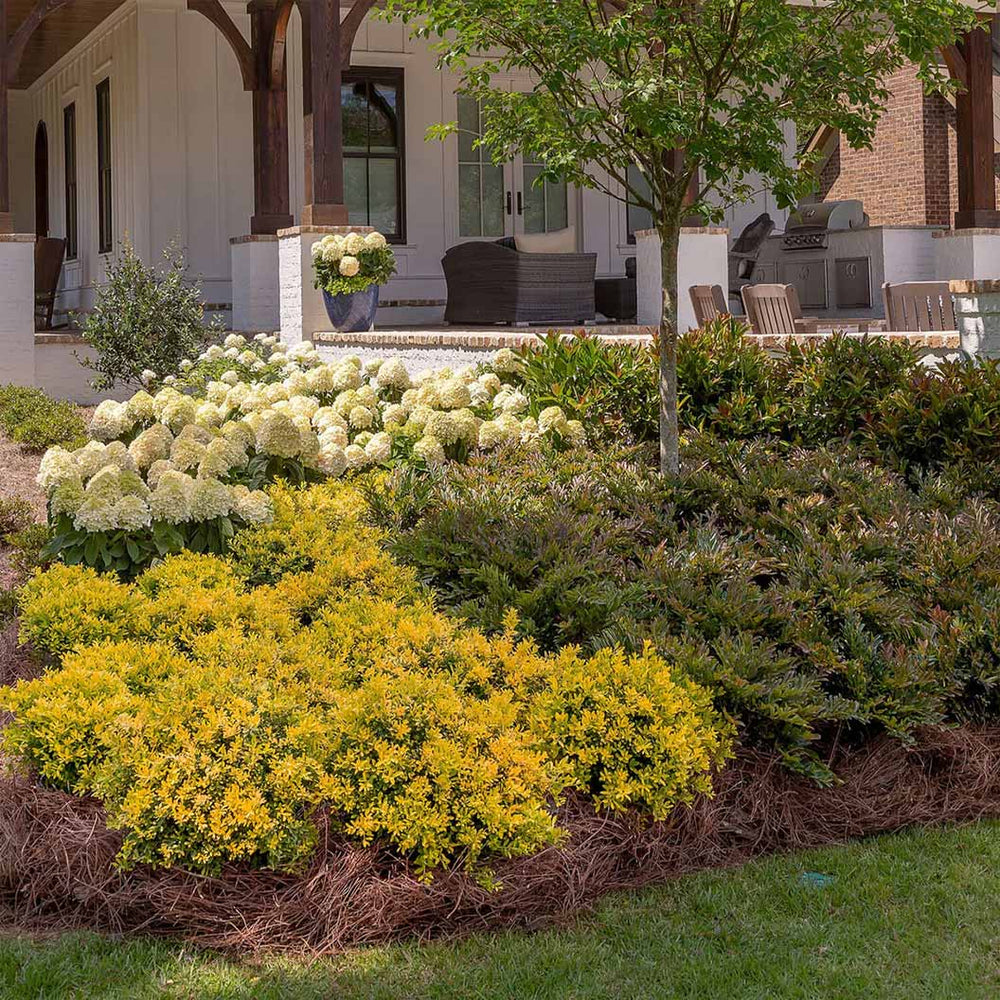 Southern Living® Touch of Gold® Holly Shrub