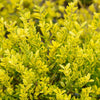 Southern Living® Touch of Gold® Holly Shrub