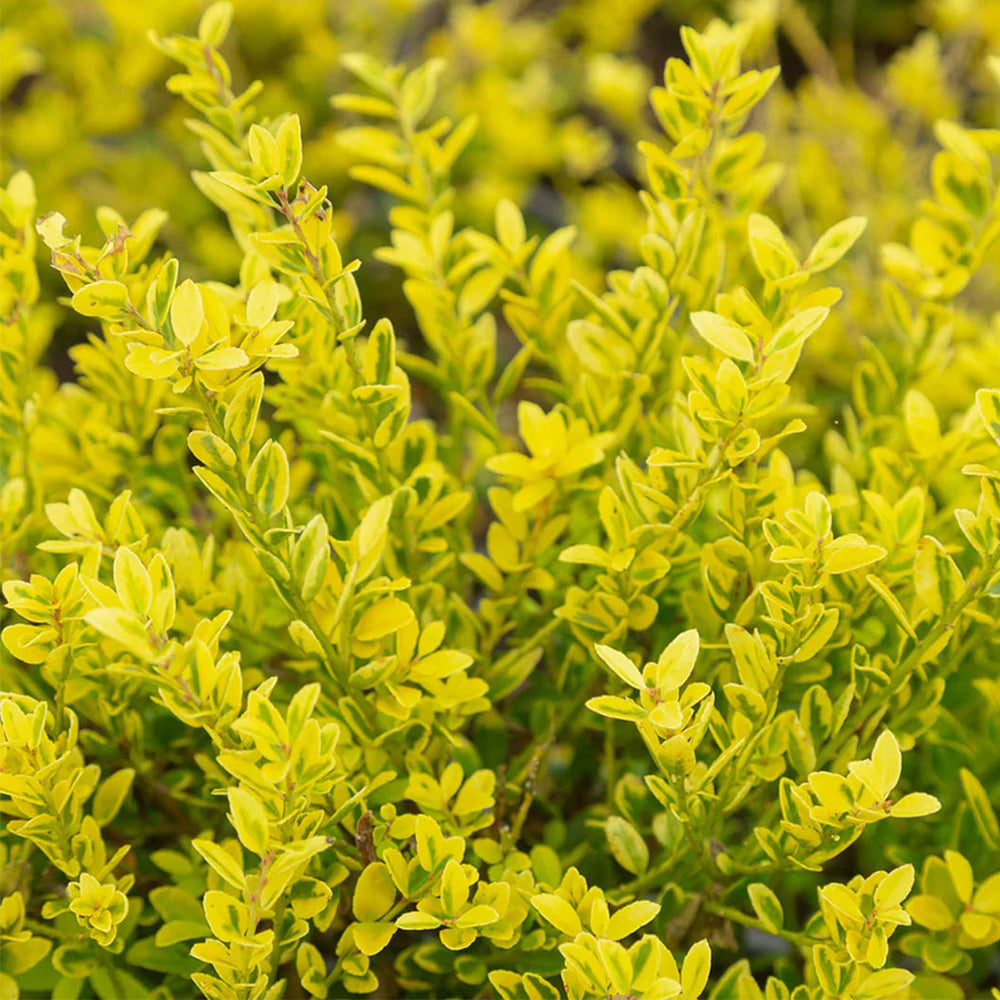 Southern Living® Touch of Gold® Holly Shrub