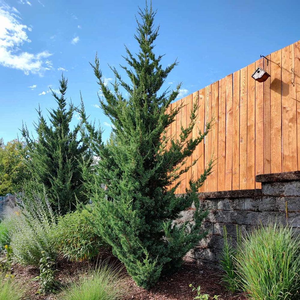 Trautman Juniper