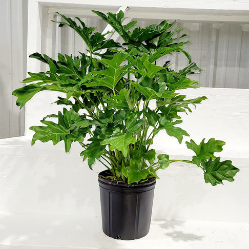 Philodendron Selloum