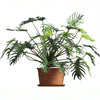 Philodendron Selloum