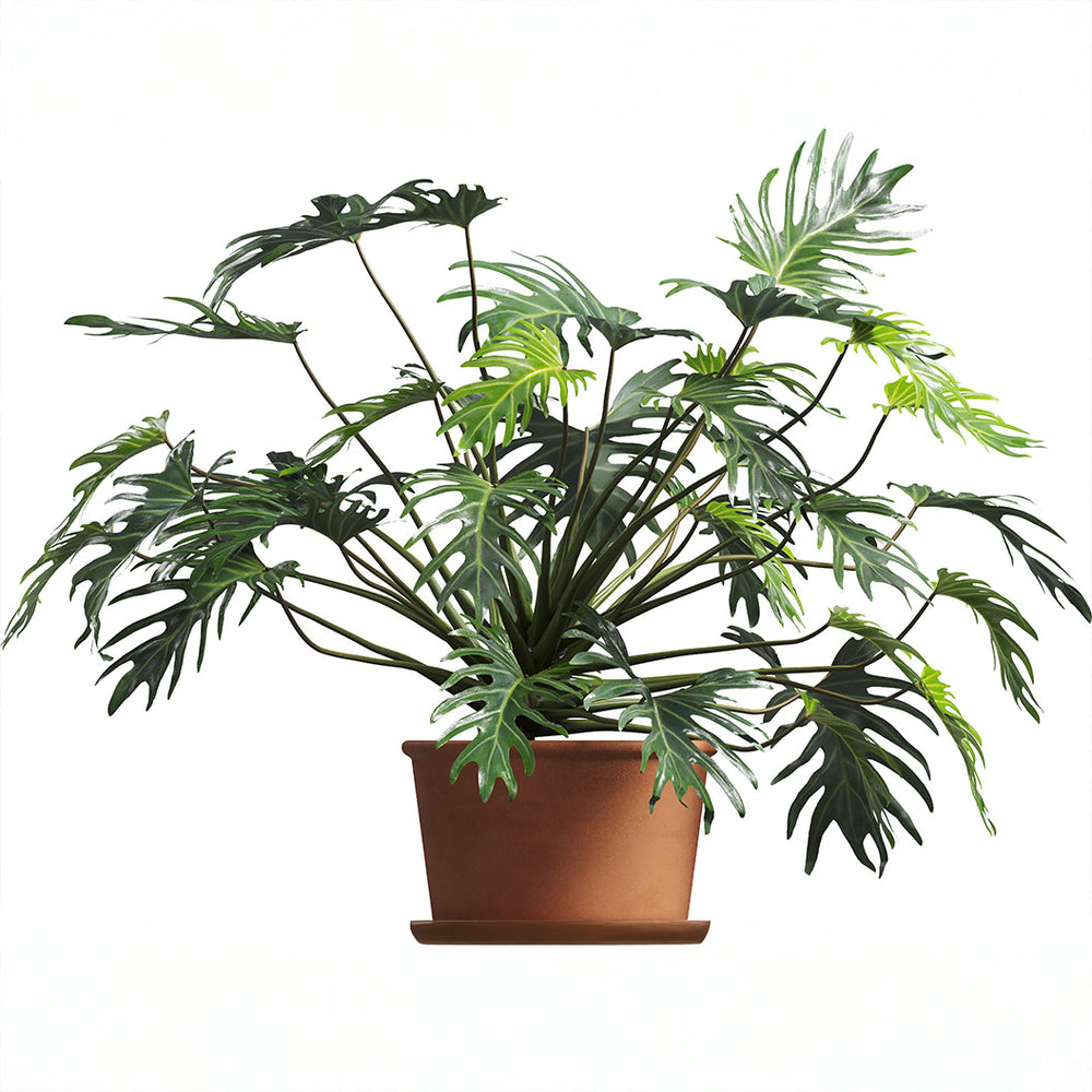 Philodendron Selloum