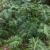 Philodendron Selloum