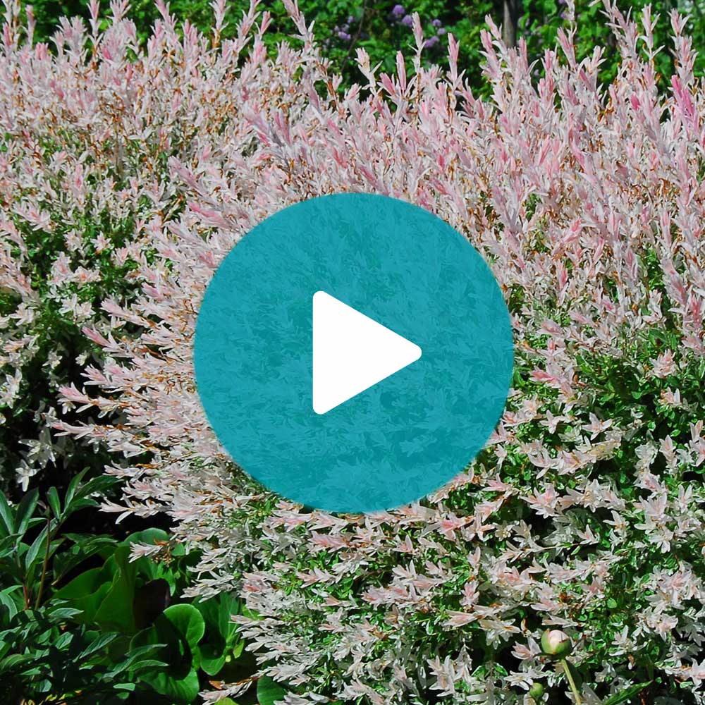 Tri-Color Dappled Willow