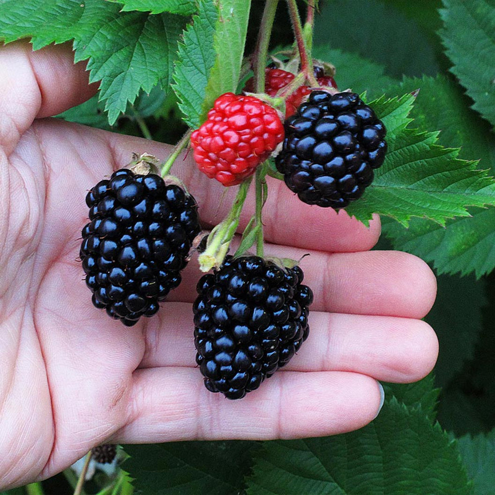 Triple Crown Blackberry Bush