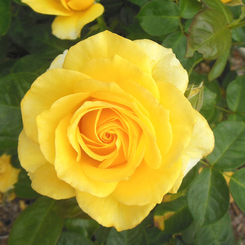 True Bloom Roses® True Friendship Rose Shrub