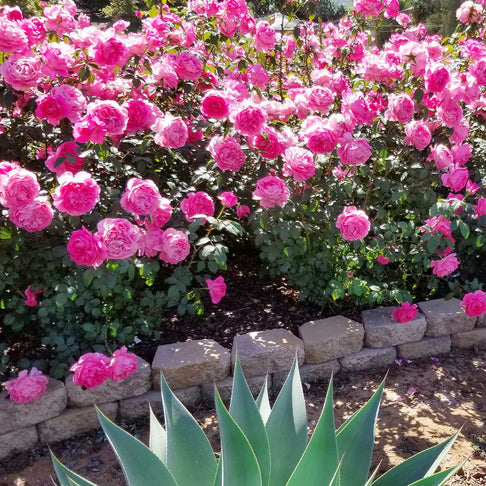 True Bloom Roses® True Inspiration Rose Shrub