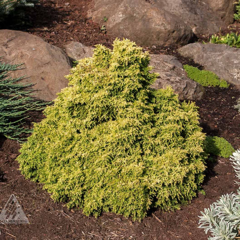 Iseli® Twinkle Toes Japanese Cedar Shrub