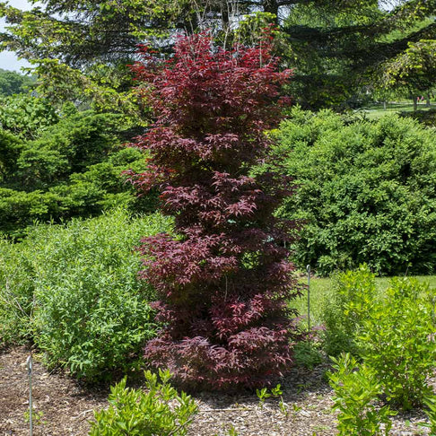 Twombly's Red Sentinel Japanese Maple Tree
