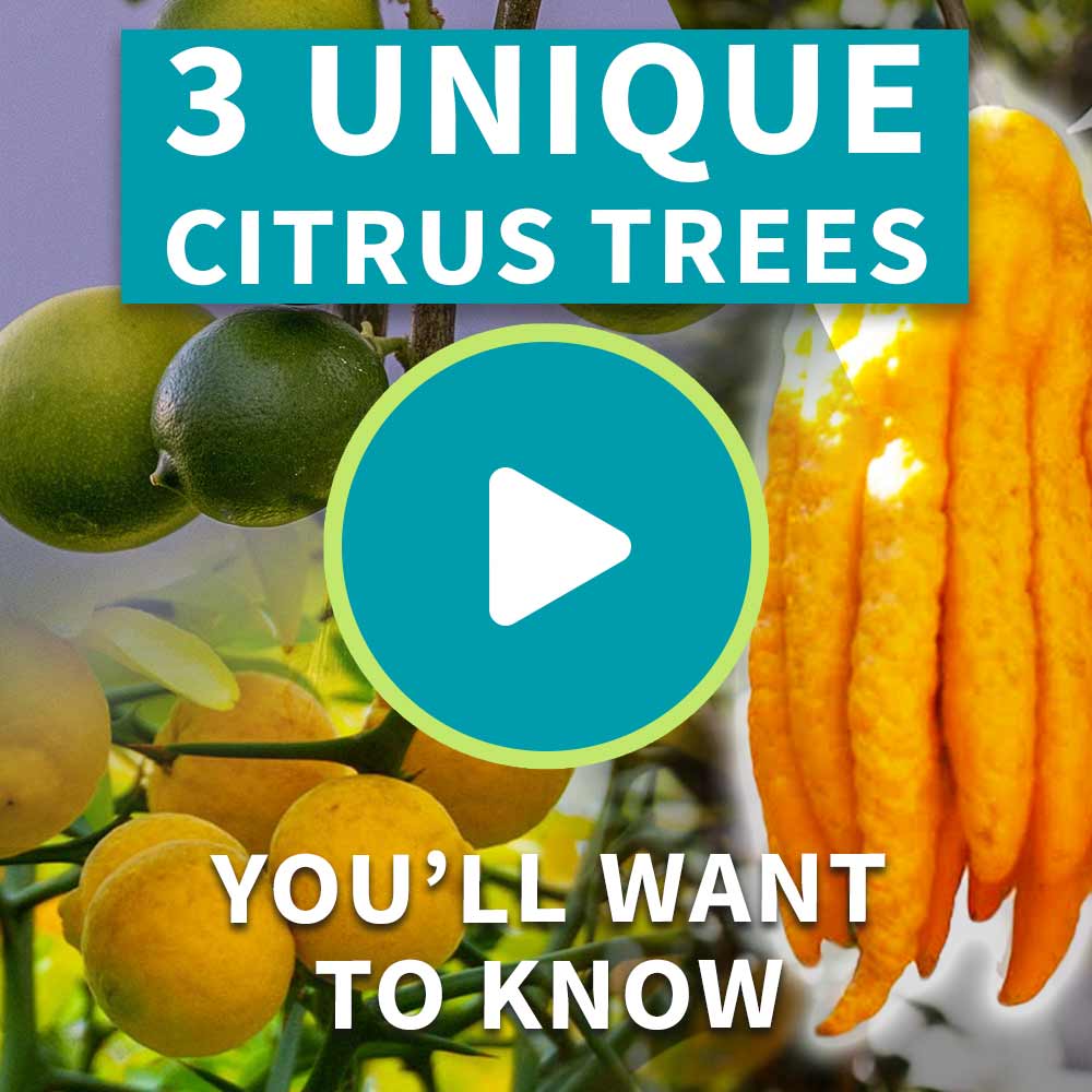 Hardy Orange 'Flying Dragon' Tree