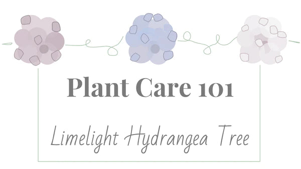 Plant Care 101: Limelight Hydrangea Tree