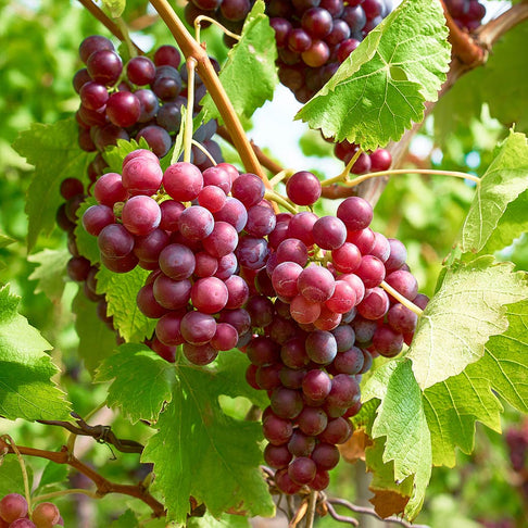 Victoria Red Grape