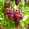 Victoria Red Grape
