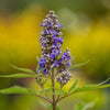 Violet Mist® Vitex Chastetree Shrub