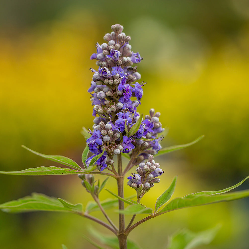 Violet Mist® Vitex Chastetree Shrub