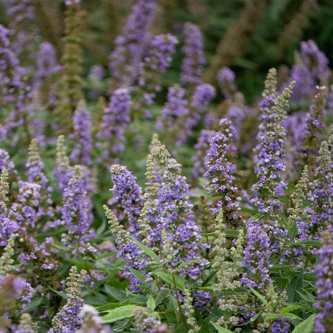 Violet Mist® Vitex Chastetree Shrub
