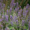 Violet Mist® Vitex Chastetree Shrub