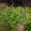 Violet Mist® Vitex Chastetree Shrub
