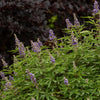 Violet Mist® Vitex Chastetree Shrub