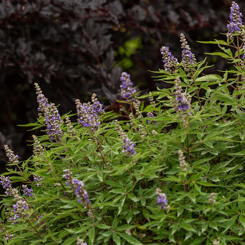 Violet Mist® Vitex Chastetree Shrub